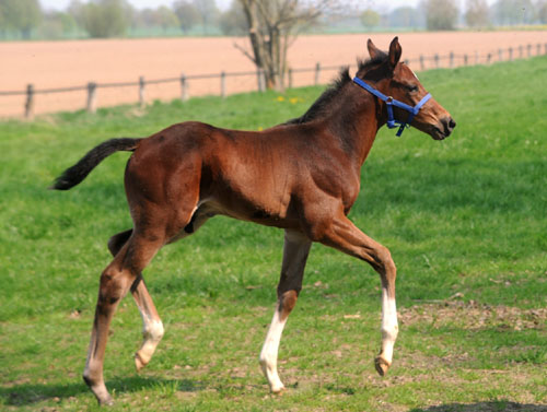Ein Athlet: Hengstfohlen von Exclusiv u.d. Elitestute Vicenza v. Showmaster - Foto: Beate Langels - Trakehner Gestt Hmelschenburg