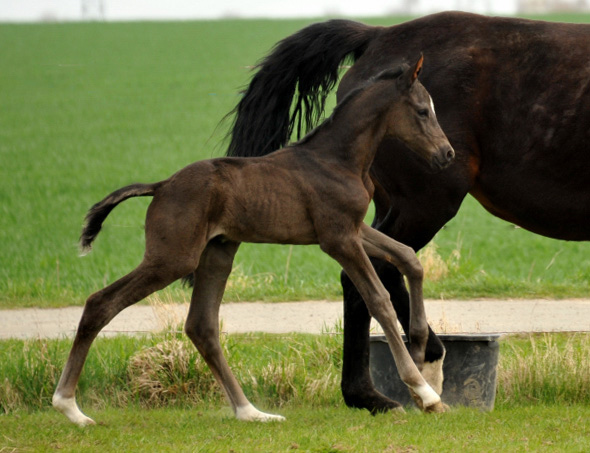 Oldenburger Stutfohlen von Saint Cyr u.d. Libelle v. Leopold u.d. Odette v. Dornbun, Foto: A.  Bremeyer - Trakehner Gestt Hmelschenburg