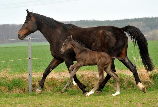Oldenburger Stutfohlen von Saint Cyr u.d. Libelle v. Leopold u.d. Odette v. Dornbun, Foto: Beate Langels - Trakehner Gestt Hmelschenburg