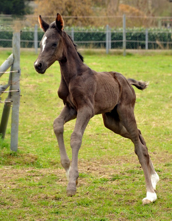 Oldenburger Stutfohlen von Saint Cyr u.d. Libelle v. Leopold u.d. Odette v. Dornbun, Foto: Beate Langels - Trakehner Gestt Hmelschenburg