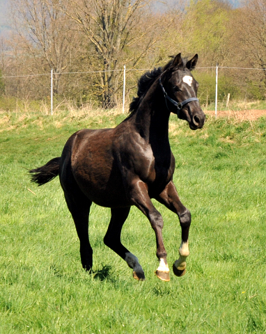 Jhrlingshengst von Saint Cyr u.d. Greta Garbo v. Alter Fritz - 21. April  2015 - Foto Beate Langels - Gestt Hmelschenburg