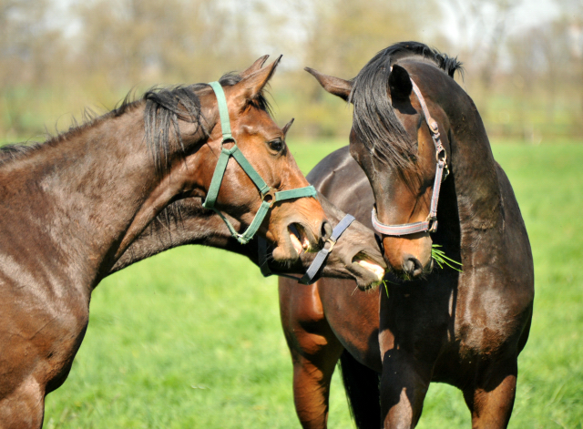Die Ein- u. Zweijhrigen Hengste genieen den ersten Tag der Weidesaison 2015 - Foto Beate Langels - Gestt Hmelschenburg