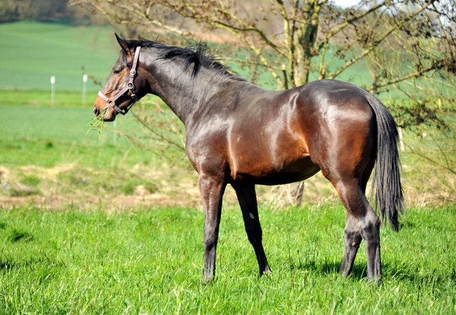 Under Fire von Saint Cyr - 21. April 2015 - Foto Beate Langels - Gestt Hmelschenburg