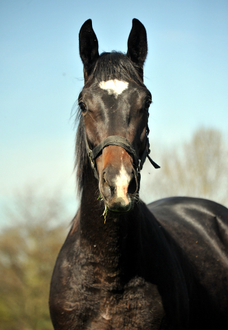Jhrlingshengst von Kostolany u.d. Schwalbenfeder v. Summertime - Foto Beate Langels - Gestt Hmelschenburg