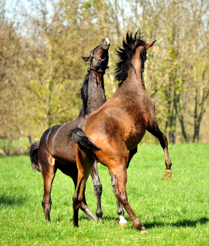 Die Ein- u. Zweijhrigen Hengste genieen den ersten Tag der Weidesaison 2015 - Foto Beate Langels - Gestt Hmelschenburg