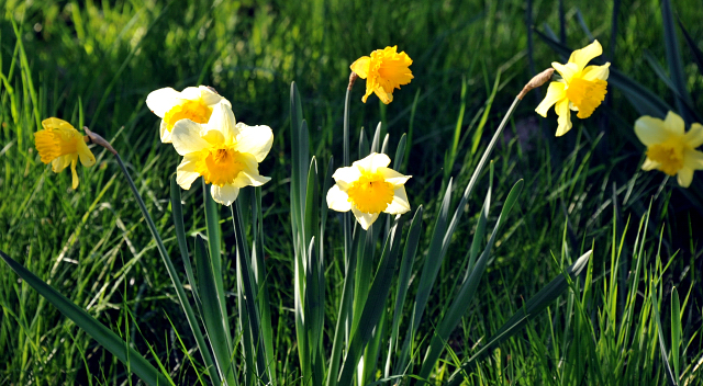 Die Ein- u. Zweijhrigen Hengste genieen den ersten Tag der Weidesaison 2015 - Foto Beate Langels - Gestt Hmelschenburg