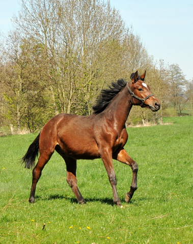 Jhrlingshengst von Oliver Twist u.d. Klassic von Freudenfest 21. April 2015 - Foto Beate Langels - Gestt Hmelschenburg
