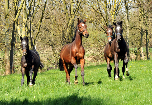 Die Ein- u. Zweijhrigen Hengste genieen den ersten Tag der Weidesaison 2015 - Foto Beate Langels - Gestt Hmelschenburg