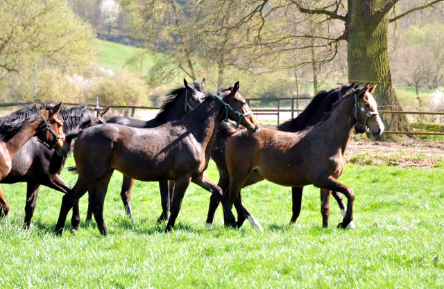 Die Ein- u. Zweijhrigen Hengste genieen den ersten Tag der Weidesaison 2015 - Foto Beate Langels - Gestt Hmelschenburg