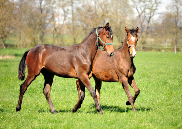 Die Ein- u. Zweijhrigen Hengste genieen den ersten Tag der Weidesaison 2015 - Foto Beate Langels - Gestt Hmelschenburg