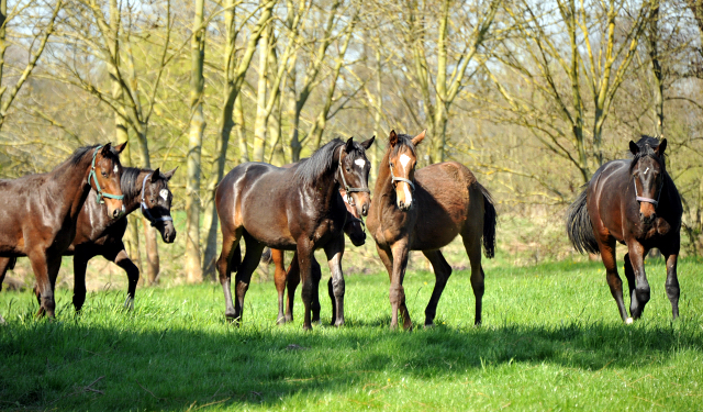 Die Ein- u. Zweijhrigen Hengste genieen den ersten Tag der Weidesaison 2015 - Foto Beate Langels - Gestt Hmelschenburg