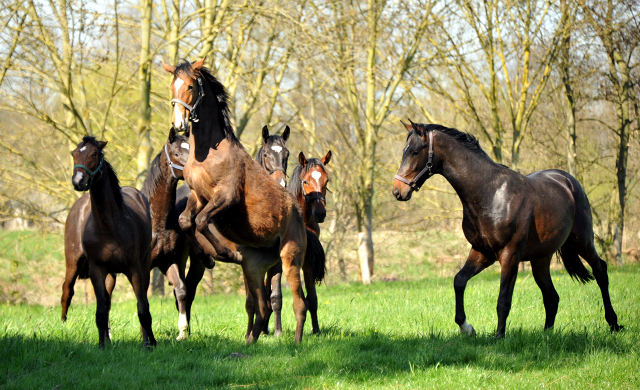 Die Ein- u. Zweijhrigen Hengste genieen den ersten Tag der Weidesaison 2015 - Foto Beate Langels - Gestt Hmelschenburg
