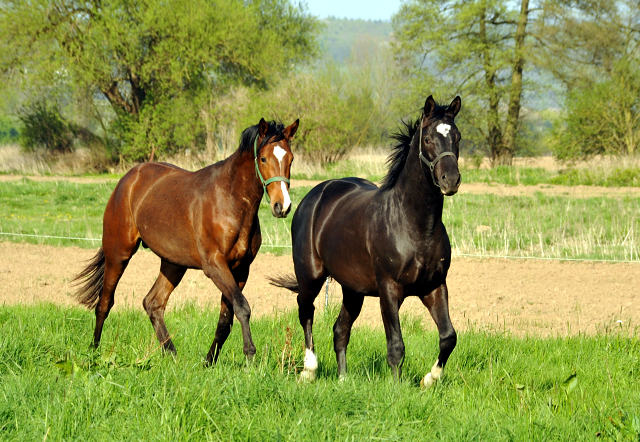 Zweijhriger Hengst von Saint Cyr x Greta Garbo - 21. April 2016  - Foto: Beate Langels -
Trakehner Gestt Hmelschenburg