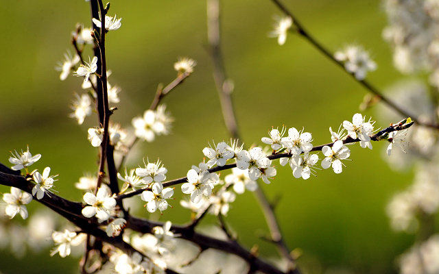 21. April 2016  - Foto: Beate Langels -
Trakehner Gestt Hmelschenburg