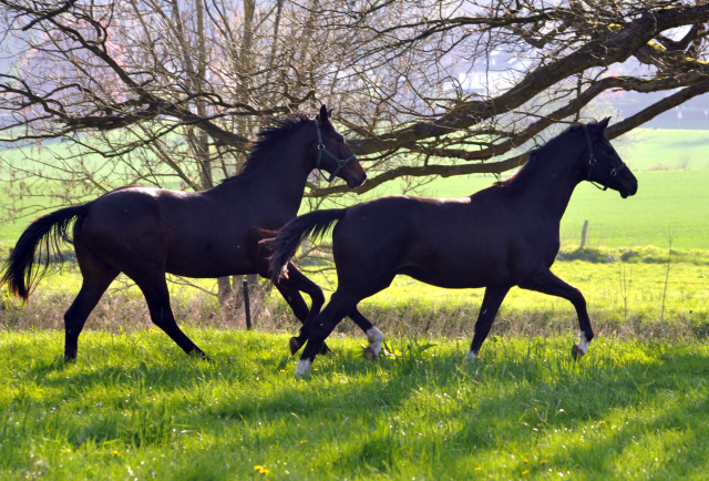 Zweijhrige Hengste von Saint Cyr u.d. Guendalina bzw. Greta Garbo - 21. April 2016  - Foto: Beate Langels -
Trakehner Gestt Hmelschenburg