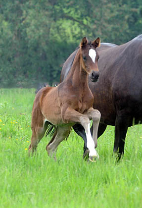 Stutfohlen von Totilas u.d. Trakehner Prmien- u. Staatsprmienstute Schwalbenfeder v. Summertime, Foto: Beate Langels, Trakehner Gestt Hmelschenburg