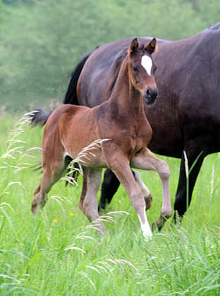 Stutfohlen von Totilas u.d. Trakehner Prmien- u. Staatsprmienstute Schwalbenfeder v. Summertime, Foto: Beate Langels, Trakehner Gestt Hmelschenburg