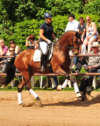 Trakehner KACYRO v. Saint Cyr u.d. Pr.,StPr. u. Elitestute Karena v. Freudenfest - Foto: Beate Langels - Trakehner Gestt Hmelschenburg