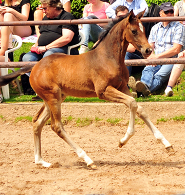 Stutfohlen von High Motion u.d. Val de Vienne v. Exclusiv - Foto Beate Langels