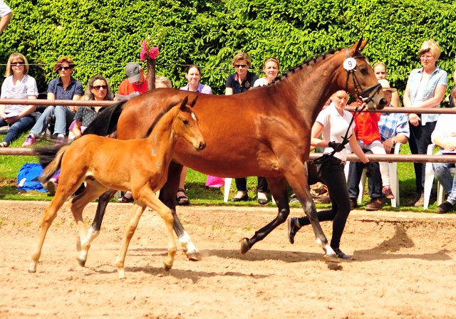 Trakehner Hengstfohlen von High Motion u.d. Pr.St. Karida v. Oliver Twist - Trakehner Gestt Hmelschenburg - Beate Langels