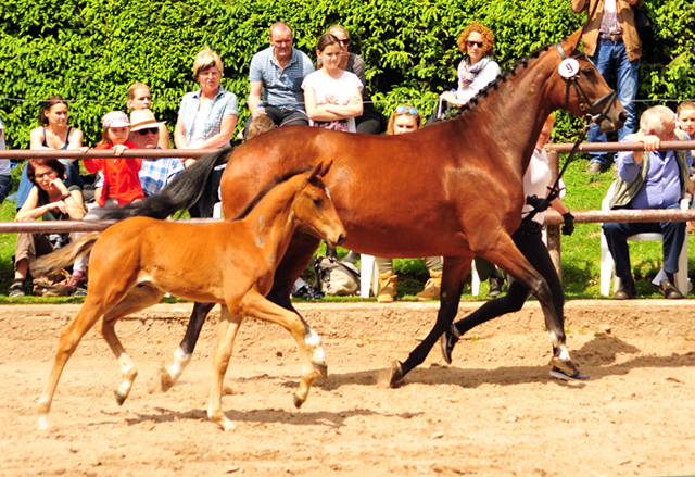 Trakehner Hengstfohlen von High Motion u.d. Pr.St. Karida v. Oliver Twist - Trakehner Gestt Hmelschenburg - Beate Langels