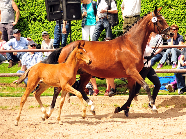 Trakehner Hengstfohlen von High Motion u.d. Pr.St. Karida v. Oliver Twist - Trakehner Gestt Hmelschenburg - Beate Langels