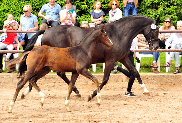 Hengstfohlen von High Motion u.d. Pr.u.StPrSt. vittoria v. Exclusiv - 21. Mai 2017 - Trakehner Gestt Hmelschenburg - Foto: Beate Langels