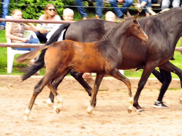 Hengstfohlen von High Motion u.d. Pr.u.StPrSt. vittoria v. Exclusiv - 21. Mai 2017 - Trakehner Gestt Hmelschenburg - Foto: Beate Langels