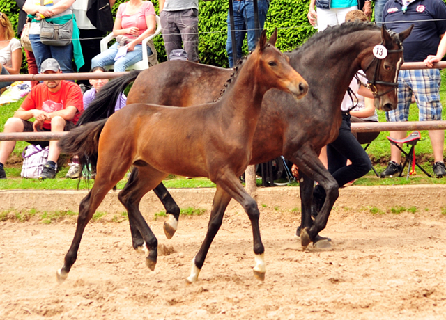 Trakehner Hengstfohlen von Freudenfest u.d. Pr.,StPr.u.Elitestute Schwalbenfeder v. Summertime - Foto: Beate Langels