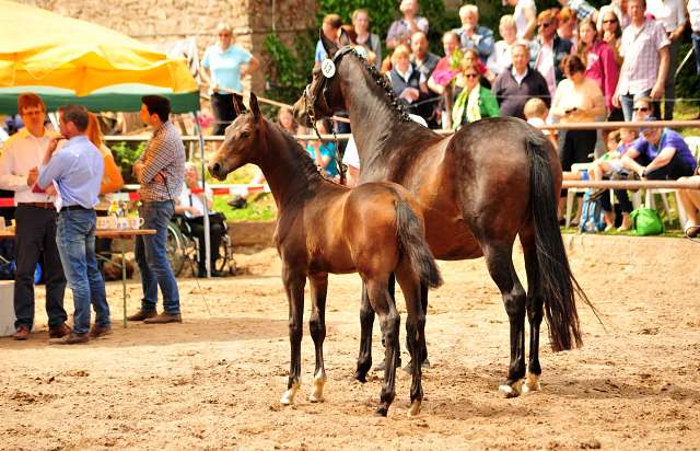 Trakehner Hengstfohlen von Freudenfest u.d. Pr.,StPr.u.Elitestute Schwalbenfeder v. Summertime - Foto: Beate Langels