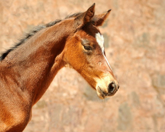 Trakehner Stutfohlen von Freudenfest u.d. Prmien- u. Elitestute Kalmar v. Exclusiv - Foto: Beate Langels, Trakehner Gestt Hmelschenburg