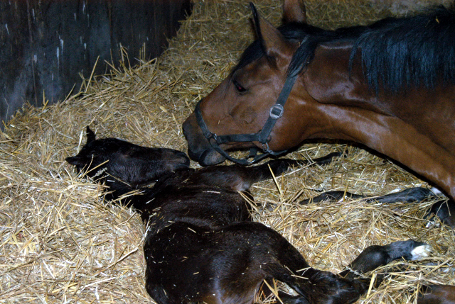 Trakehner Stutfohlen von Freudenfest u.d. Prmien- u. Elitestute Kalmar v. Exclusiv - Foto: Beate Langels, Trakehner Gestt Hmelschenburg