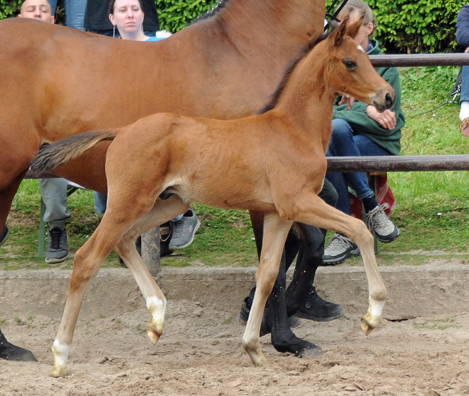 Trakehner Hengstfohlen von Glcksruf u.d. Pr.A. Schwalbe's Beauty v. High Motion x Imperio  - Gestt Hmelschenburg - Beate Langels
