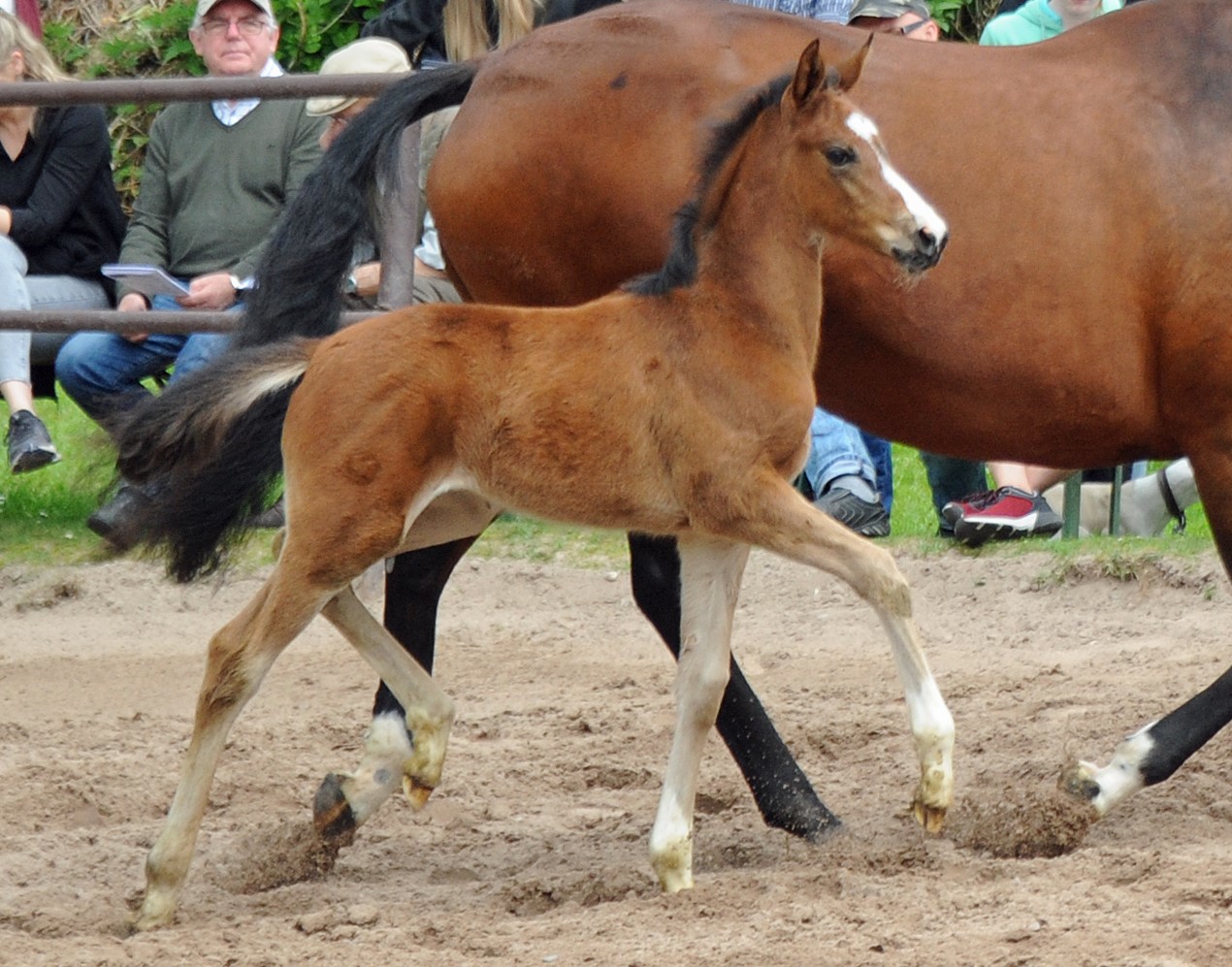 Giavedia - Stutfohlen von Glcksruf u.d. Giulietta v. Saint Cyrr x Red Patrick xx