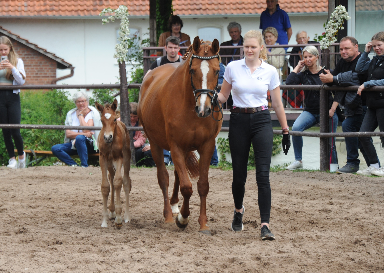 Hengstfohlen v. Integer u.d. Prmienstute Klassic Motion v. High Motion - 
Trakehner Gestt Hmelschenburg - Foto: Langels