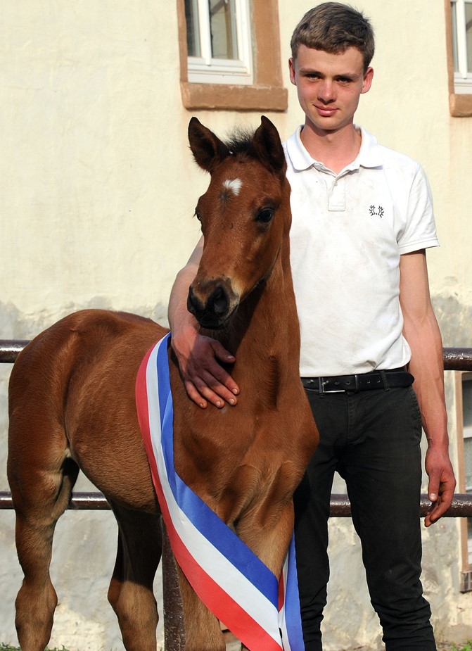 Saintano - Trakehner Hengst von Glcksruf u.d. Pr.St. Schwalbe's Beauty v. High Motion x Imperio  - Gestt Hmelschenburg - Beate Langels