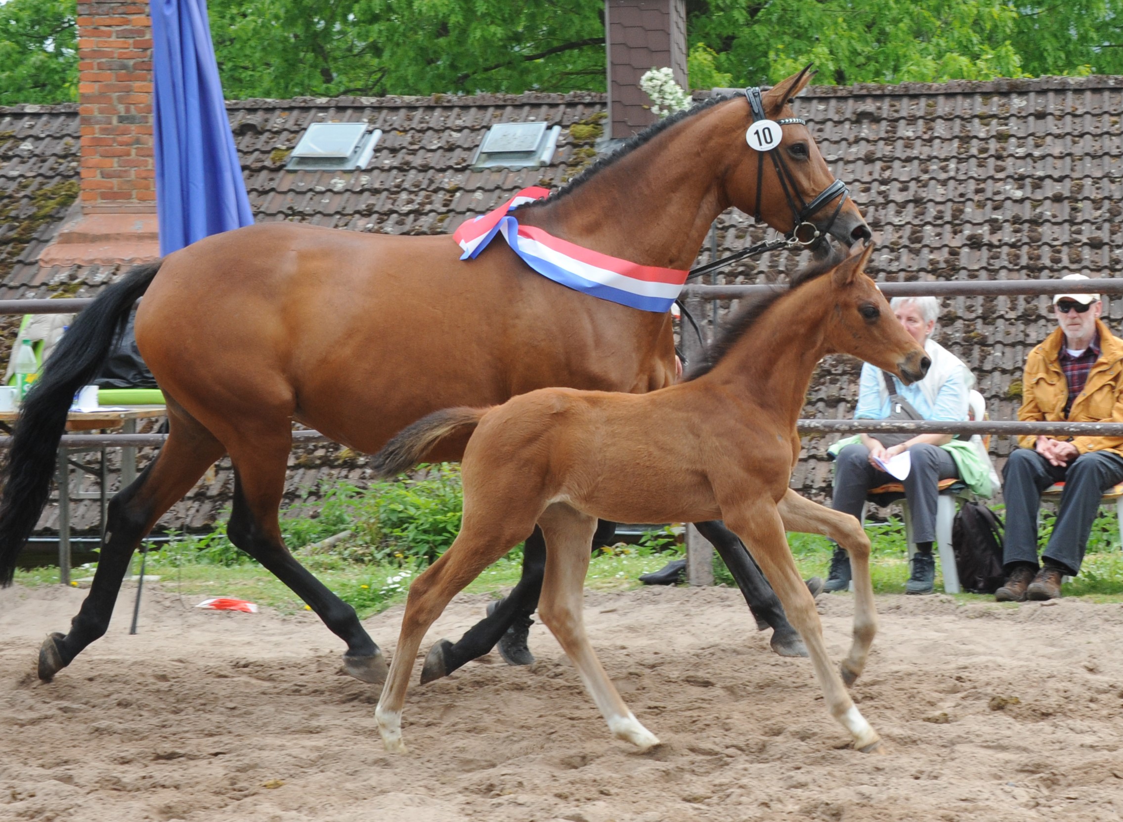 Trakehner Hengstfohlen von Glcksruf u.d. PPr.St. Schwalbe's Beauty v. High Motion x Imperio  - Gestt Hmelschenburg - Beate Langels