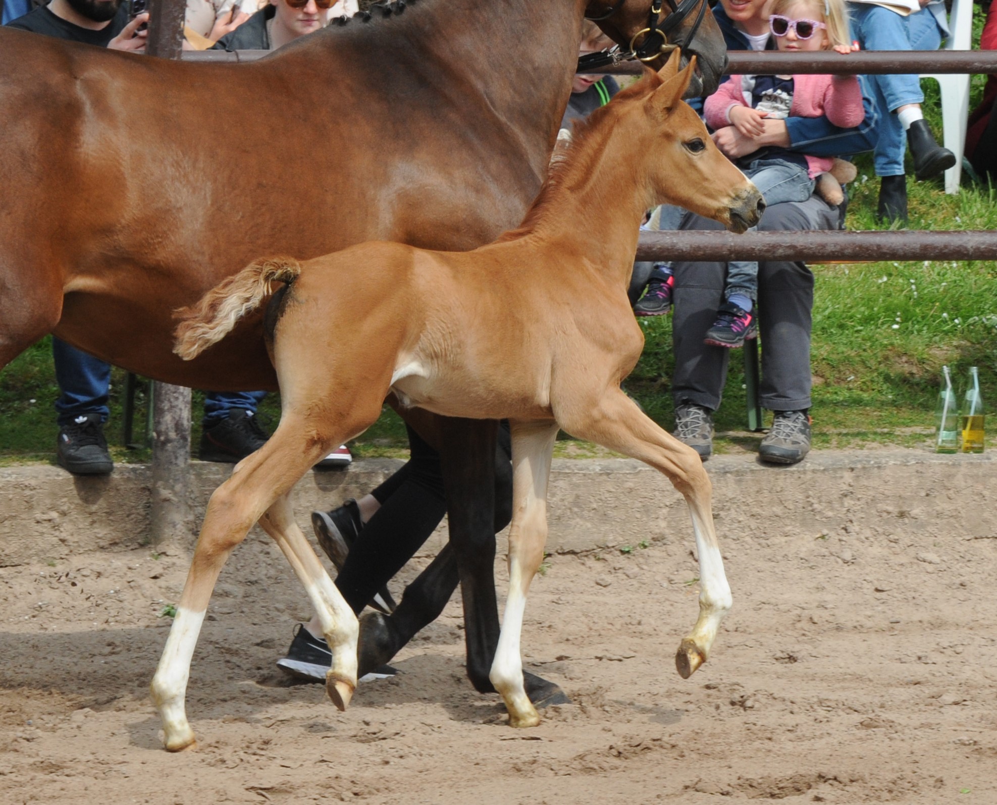 Kavalea - Trakehner Stutfohlen von Zauberdeyk u.d. Pr.u.St.Pr.St. Kavalou - Foto: Beate Langels - Trakehner Gestt Hmelschenburg
