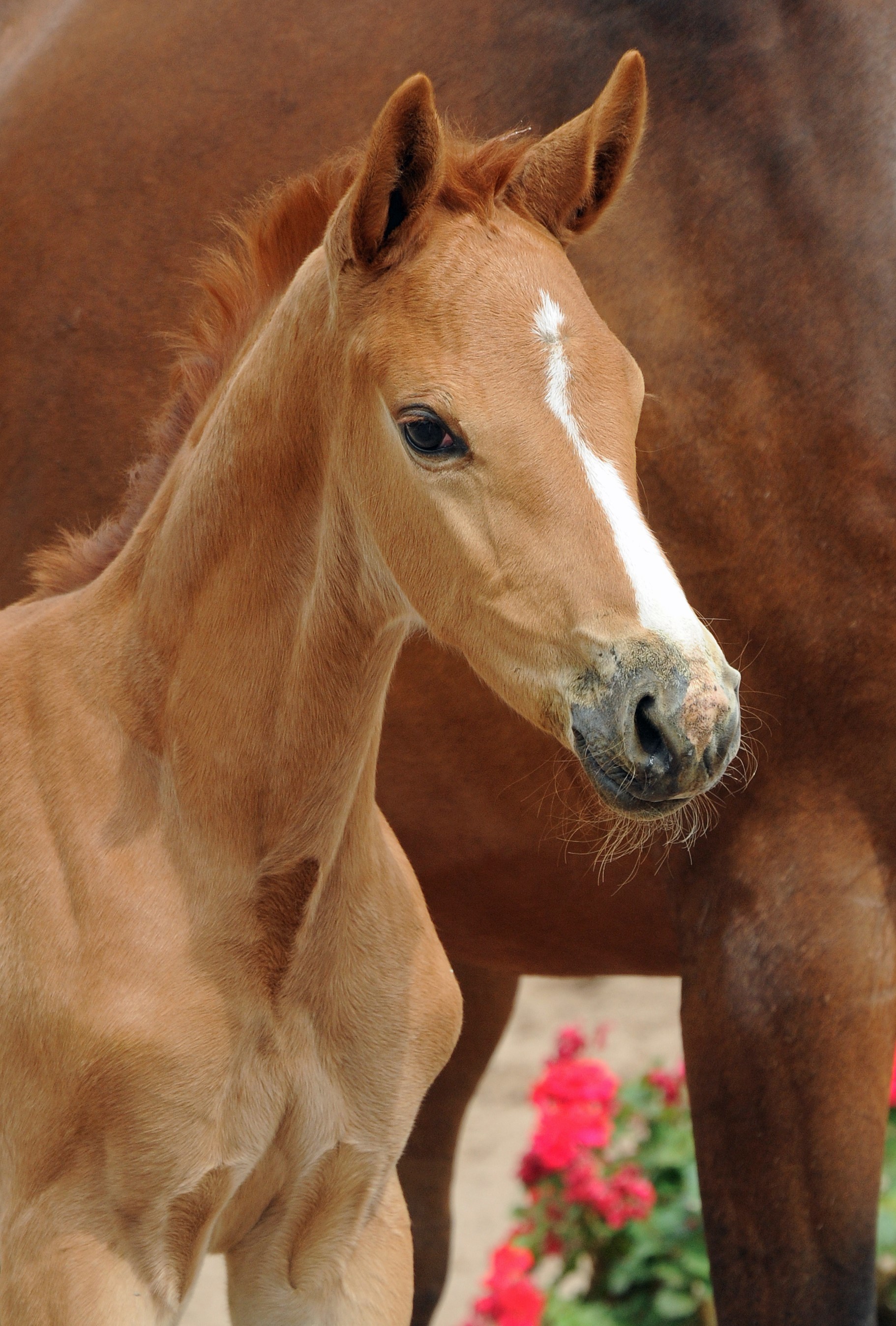 Kavalea - Trakehner Stutfohlen von Zauberdeyk u.d. Pr.u.St.Pr.St. Kavalou - Foto: Beate Langels - Trakehner Gestt Hmelschenburg