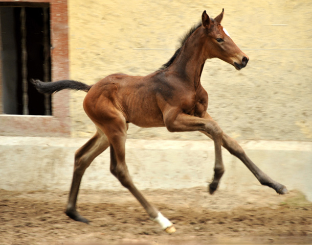 Stutfohlen von Exclusiv u.d. Vicenza v. Showmaster - Trakehner Gestt Hmelschenburg