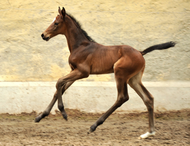 Stutfohlen von Exclusiv u.d. Vicenza v. Showmaster - Trakehner Gestt Hmelschenburg