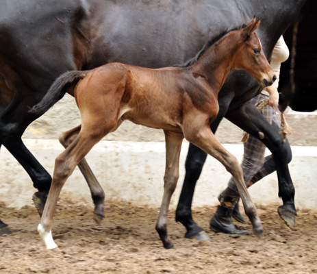 Stutfohlen von Exclusiv u.d. Vicenza v. Showmaster - Trakehner Gestt Hmelschenburg