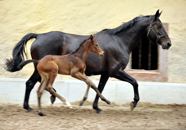 Stutfohlen von Exclusiv u.d. Vicenza v. Showmaster - Trakehner Gestt Hmelschenburg