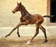 Stutfohlen von Exclusiv u.d. Elitestute Vicenza v. Showmaster - Trakehner Gestt Hmelschenburg