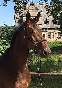 Valentiano - Foto: Beate Langels - Trakehner Gestt Hmelschenburg