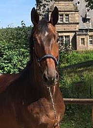 Valentiano v. Exclusiv u.d. Vicenza - Foto: Beate Langels - Trakehner Gestt Hmelschenburg