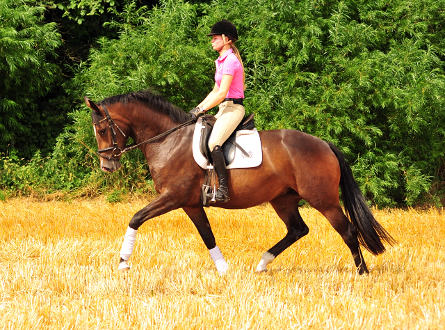 Prmienanwrterin Tacyra v. Saint Cyr u.d. Pr.u.StPrSt. Tavolara v. Exclusiv  - Foto: Beate Langels -  
Trakehner Gestt Hmelschenburg