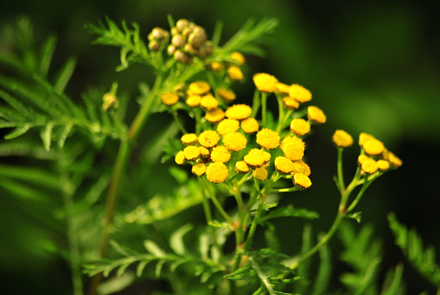  Foto: Beate Langels -  
Trakehner Gestt Hmelschenburg