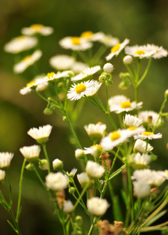  Foto: Beate Langels -  
Trakehner Gestt Hmelschenburg