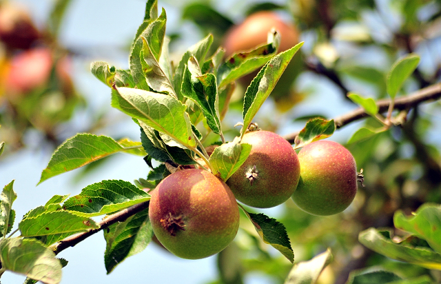  Foto: Beate Langels -  
Trakehner Gestt Hmelschenburg